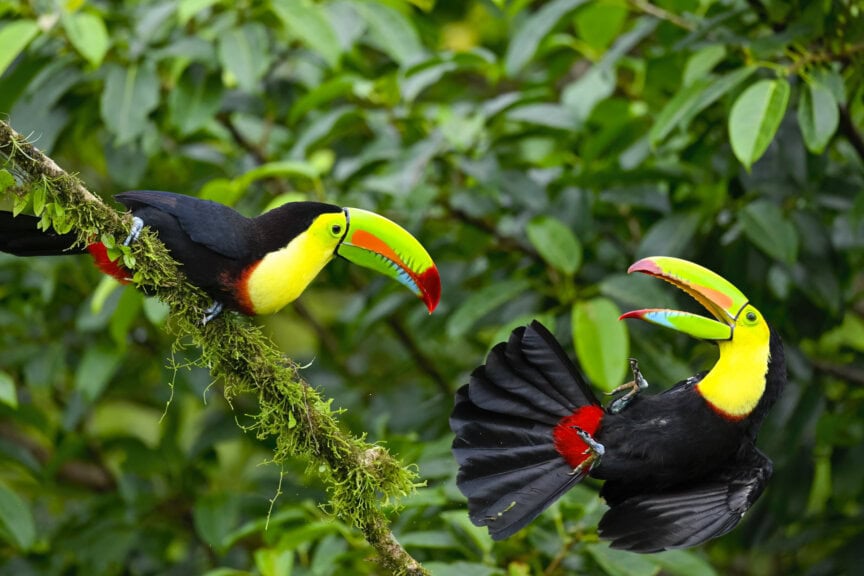 Two keel-billed toucans with vibrant yellow and green beaks interact on a mossy tree branch, surrounded by lush Costa Rica wildlife.