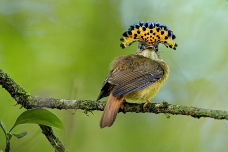 A bird with brown wings and a yellow and black spotted crown perches on a branch in Costa Rica’s lush forest—perfect for any wildlife guide.