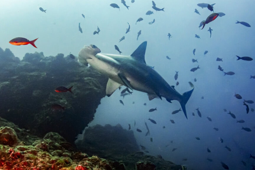 A hammerhead shark swims near a rocky reef in Costa Rica, surrounded by various smaller fish in clear blue water—a true wildlife spectacle.
