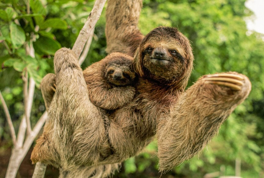 A sloth hangs from a tree branch with a baby clinging to its chest, surrounded by green foliage—a classic scene of Costa Rica’s vibrant wildlife.