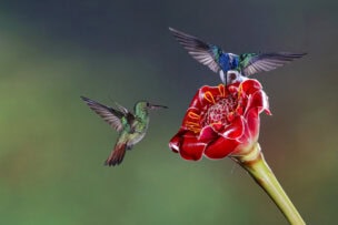 Two hummingbirds hover around a large, red torch ginger flower, a common sight during Costa Rica travel.
