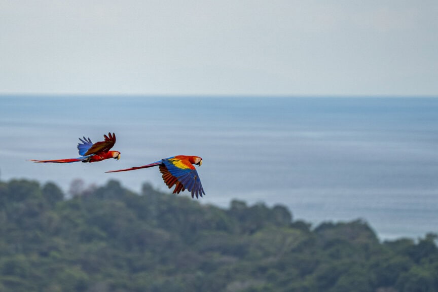 Two brightly colored macaws fly over a green Costa Rica forest with the ocean in the background, showcasing the region’s vibrant wildlife under a clear sky.