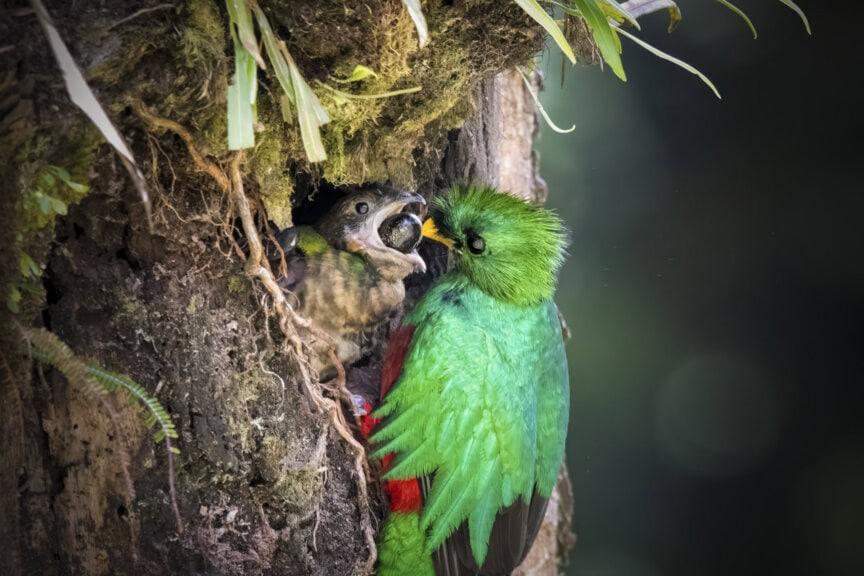 A green and red quetzal bird feeds a chick in a tree nest, capturing a stunning moment of wildlife in Costa Rica with the chick’s beak wide open.