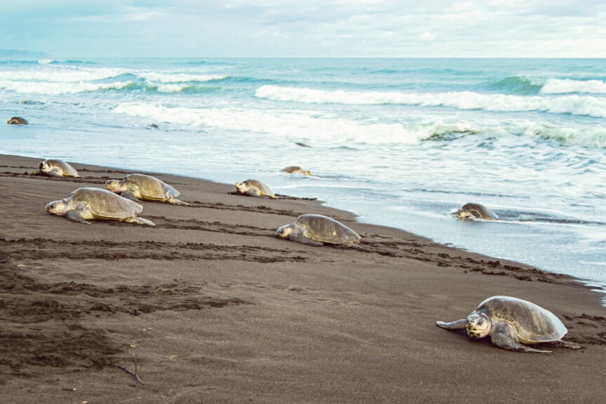 Several sea turtles crawl on a sandy Costa Rica beach toward the ocean, leaving tracks behind them as waves break—a true wildlife spectacle.
