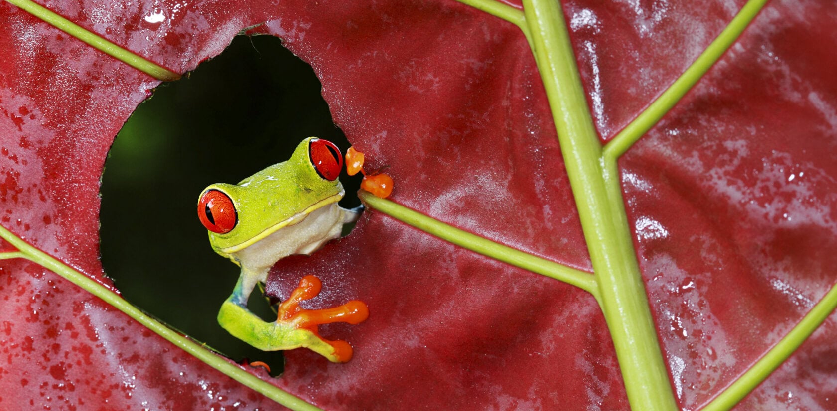 A red-eyed tree frog with bright red eyes and orange toes sits on a red leaf, peeking through a hole—a classic sight in any Costa Rica wildlife guide.
