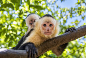 A white-faced capuchin monkey perched on a tree branch near San José, Costa Rica, with an infant monkey clinging to its back.