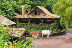 Two white oxen stand harnessed to a colorful wooden cart in front of a rustic house, a classic sight for Costa Rica travel.