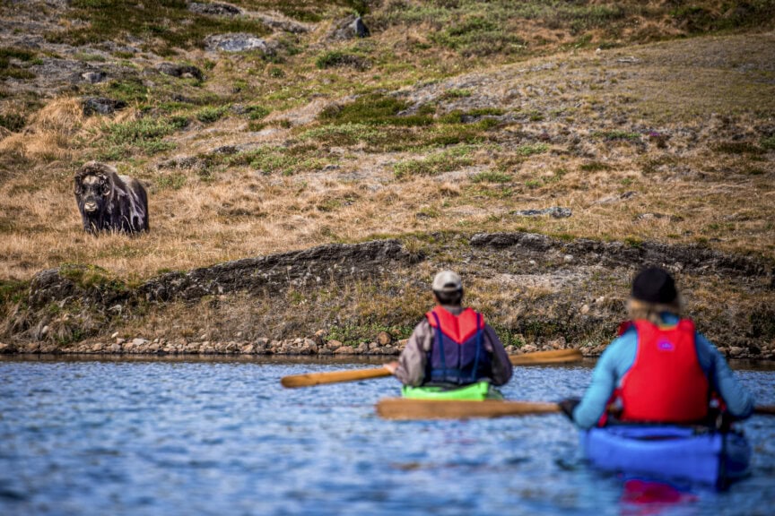 Two people in kayaks paddle on a blue river, facing a musk ox on a grassy bank—an unforgettable scene during the best time to visit Greenland, with rocky hills in the background.