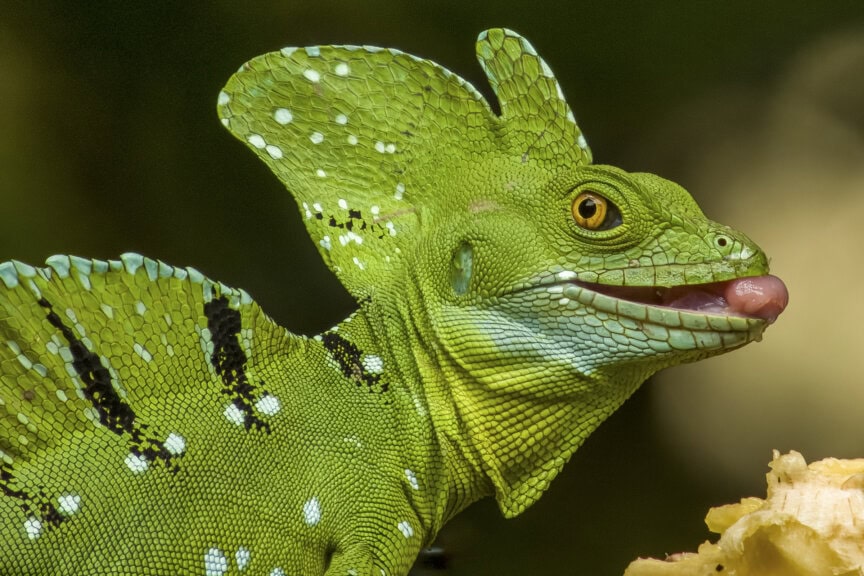 Green basilisk lizard with prominent crest and yellow eye sticks out its tongue; a striking wildlife sight in Costa Rica, background is out of focus.