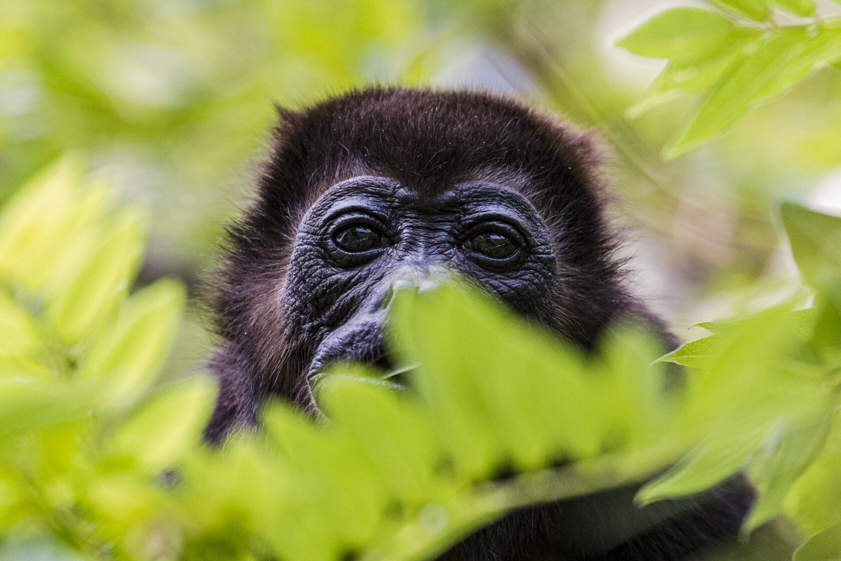A close-up of a gorilla’s face partially obscured by green leaves, its eyes meeting the camera—a stunning glimpse into Costa Rica’s wildlife.