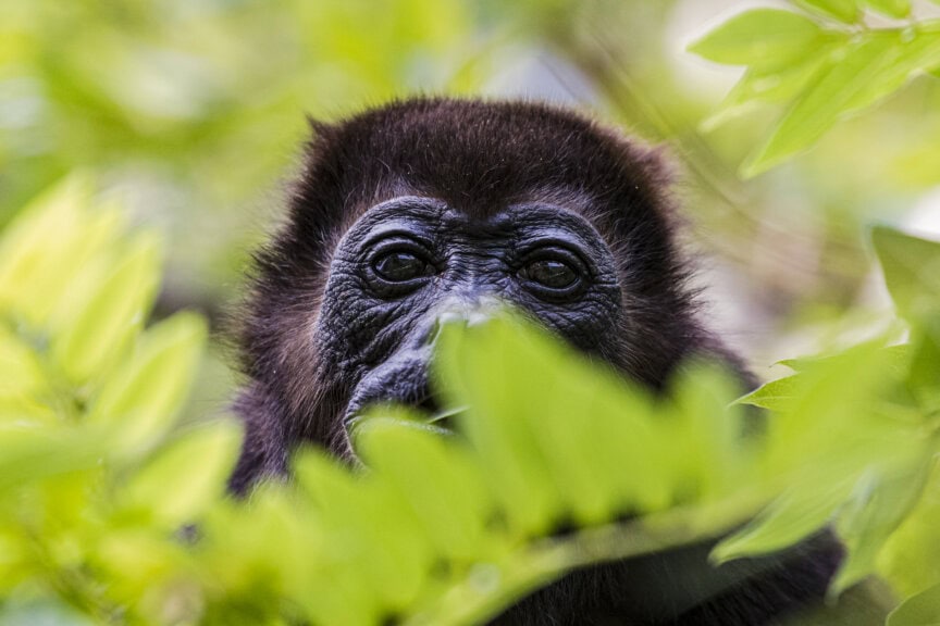 A close-up of a howler monkey’s face partially obscured by green leaves, its eyes meeting the camera—a stunning glimpse into Costa Rica’s wildlife.